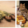 旅行情報誌『じゃらん』、 宿の看板猫人気ベスト5を発表 画像