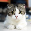 アニコム損保、「猫の名前＆人気猫種ランキング」2021年最新版を公開 画像