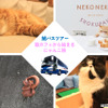 鯱バス、猫好きのための新たなバスツアー“にゃんこ旅”を発売…2月22日 画像