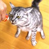 【赤ちゃんと猫 vol.13】大好物のおやつを前に、娘と猫の主従関係はどうなる…!? 画像