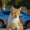 “猫がクルマに入り込んだことによるトラブル”の救援要請件数、1月は22件…JAF 画像