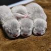 サンシャイン水族館でコツメカワウソの赤ちゃんが誕生 画像