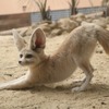 アクアマリンふくしま、フェネックの表情や仕草をTwitterで紹介 画像