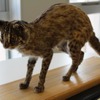 大正大学、ツシマヤマネコの剥製を譲り受けたことを発表…研究・環境教育の実績が認められる 画像