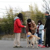 日本介助犬協会、オンラインでの入所式を初開催…9頭が訓練センターに 画像