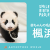 アドベンチャーワールドの赤ちゃんパンダ、名前は「楓浜（ふうひん）」に決定 画像