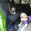 【青山尚暉のわんダフルカーライフ】小は大を兼ねる!? プチバンが大型犬&多頭乗車に適している理由 画像