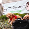 「ワンOneday DX」、柏の葉T-SITEにて開催…犬に優しい街を盛り上げるイベント 画像