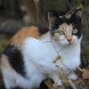 野良猫や迷子猫を保護するときに注意したいポイントは？ ［前編］ 画像