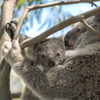 コアラを絶滅から救え…DJIのドローンとAIが活躍 画像
