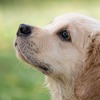 【“命の商品化”を考える vol.17】 動物愛護法の「数値規制」が正式決定…現状改善への一歩となるか 画像