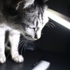 【赤ちゃんと猫 vol.14】深夜に鳴り響いた火災警報！ 初めての事態に猫は… 画像