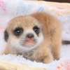 伊豆シャボテン動物公園、ミーアキャットやワオキツネザルなど赤ちゃんが続々誕生 画像