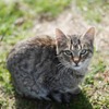 野良猫や迷子猫を保護するときに注意したいポイントは？ ［後編］ 画像