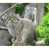 那須どうぶつ王国、「マヌルネコのうた」を公開 画像