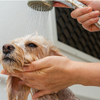 ペットホテル＆犬の介護・看護施設「Doggy’s Home」、シャンプーサービスを開始…5月から 画像