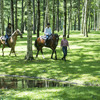 馬とのふれあいを楽しめるテーマパーク「ノーザンホースパーク」、夏期運営を開始 画像