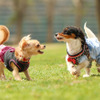 ちりはまホテルゆ華、愛犬同伴での利用を一部の客室にて開始 画像