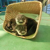 伊勢シーパラダイス、「World Otter Day 世界カワウソの日 」特別サイトを開設 画像