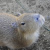 伊豆シャボテン動物公園、自宅で動物園を楽しめる有料オンラインツアーを開催…5月23日開催、申込締切は5月17日16時 画像