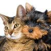 アイペット損保、「ペットの名前ランキング2021」を公開…犬・猫ともに同じ名前が1位に 画像