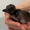 すみだ水族館でマゼランペンギンの赤ちゃんが誕生…「ぼんぼり」「ももは」「あさひ」の3羽 画像