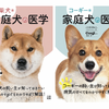 『柴犬版＆コーギー版　家庭犬の医学』、辰巳出版より2冊同時刊行 画像