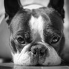 ヨーロッパの動物愛護事情 vol.4 … “ブーム“による無秩序な繁殖と人間が創り出した体の問題に苦しむ犬たち 画像