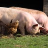 イギリスの動物愛護事情 vol.9 … 王立動物虐待防止協会の提言、畜産動物の福祉向上には世界的な視点も 画像