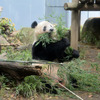 上野動物園のパンダ「シャンシャン」、6月12日で4歳に…WEBサイトにて誕生日記念企画 画像