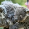オーストラリアからライブで結ぶオンラインツアー「かわいいコアラと野生動物の保護活動」開催…6月26日 画像