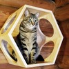 軽井沢プリンスホテル イーストに猫と宿泊できる「キャットコテージ」が登場 画像