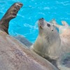 休園中の水族館でベビーラッシュ…まとめ 画像