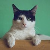 愛猫のお留守番、飼い主がしてあげられる4つのこと 画像