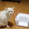 なぜ作ったのか？ 子猫用の「ねこちぐら」的寝床【ねこDIY】 画像