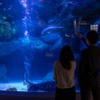 すみだ水族館、夜の水族館を楽しめる「夏の夜すい」を開催…7月22日～8月29日 画像