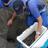 鴨川シーワールド、今年も東条海岸でアカウミガメの産卵を確認 画像