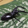 板橋区立熱帯環境植物館、特別展示「熱帯の昆虫と食虫植物」を開催…8月29日まで 画像