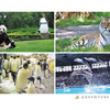 アドベンチャーワールド、オンライン会議用背景として動物の画像を無料配布 画像