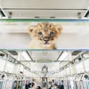 水族館の人気者が加わり電車をジャック、「深い癒やしトレイン」再び登場 画像