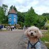 愛犬と一緒に川越小江戸＆ムーミンバレーパークを訪れる日帰りバスツアー開催…9月5日 画像