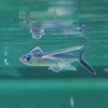 鴨川シーワールド、夏の風物詩「トビウオ」「ハブクラゲ」の展示を開始 画像