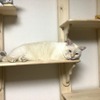 ねこ棚をつくる！後編・組み立てと設置、問題は…【ねこDIY】 画像