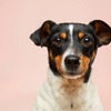 狂犬病ワクチンについて考える vol.9…有効年数のラベル表示よりも長く効果を発揮、米研究 画像