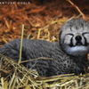 アドベンチャーワールドでチーターの赤ちゃんが誕生…15年振り 画像