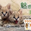 神戸どうぶつ王国、動物医療施設の充実や展示場の改善を目指すクラウドファンディングを開始…9月30日まで 画像