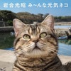 写真集 『岩合光昭 み～んな元気ネコ』辰巳出版より刊行、大判サイズで迫力たっぷり 画像
