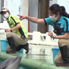 イルカトレーナーの仕事に密着、無事ショーデビューできるか？…TBS系列「BACKSTAGE」8月8日夜放送 画像