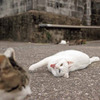 猫たちの上から目線、喧嘩ごし、煽り顔などを集めた写真集『イキってるネコ』、辰巳出版より刊行 画像
