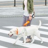 日本盲導犬協会が夏休みの自由研究をサポート、YouTubeで動画公開…8月27日18時まで 画像